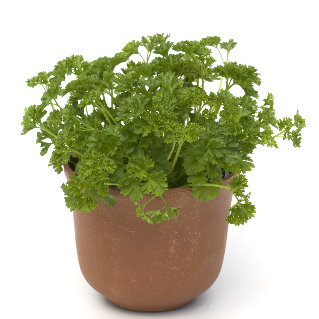 Petroselinum crispum 'Émeraude'