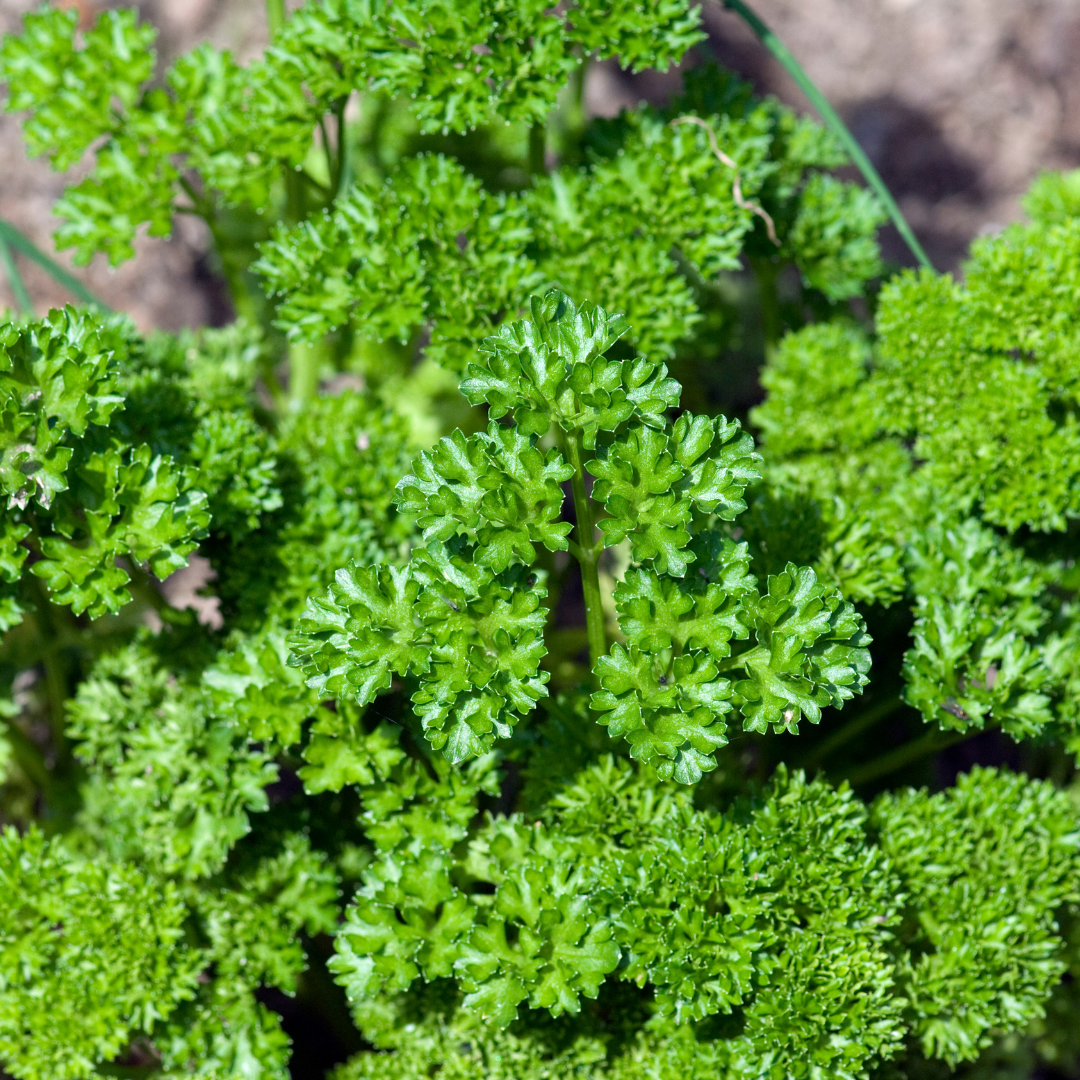 Petroselinum crispum 'Émeraude'