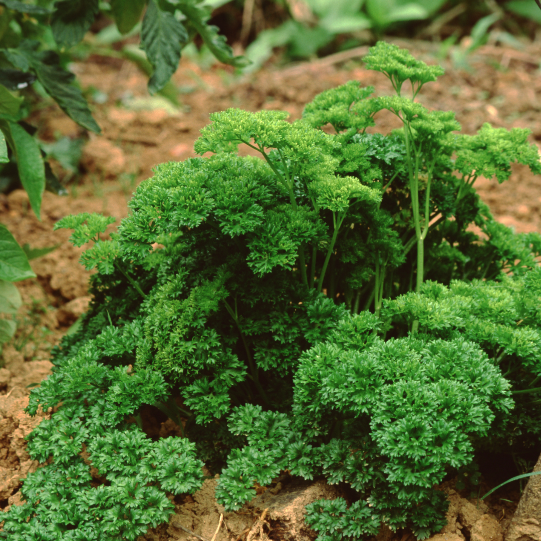 Petroselinum crispum 'Émeraude'
