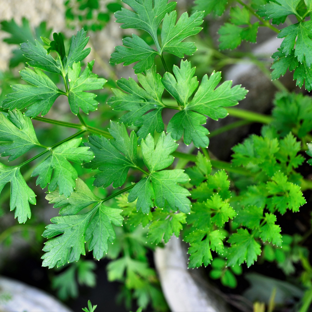 Petroselinum crispum 'Gigante D'Italia'