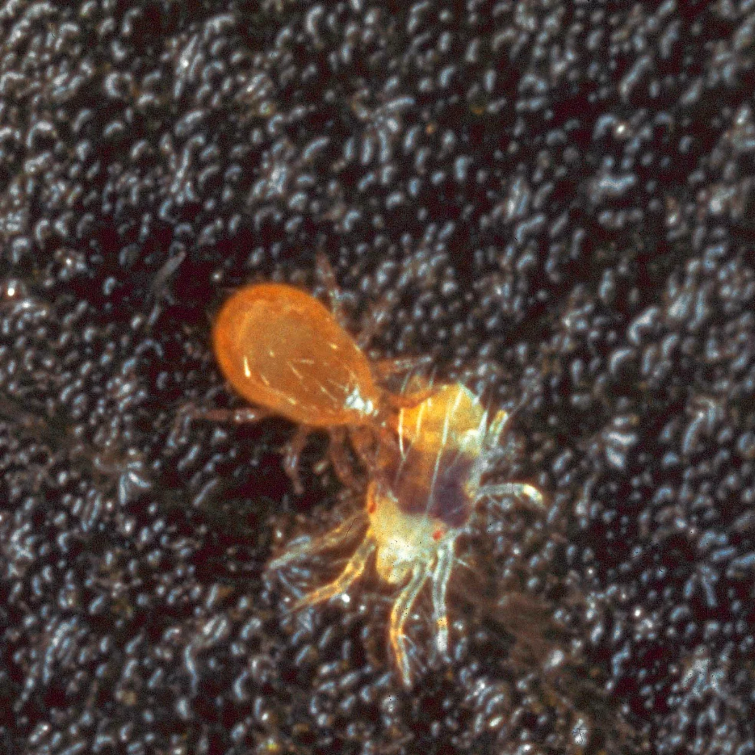 Predatory mites Amblyseius cucumeris (thrips)
