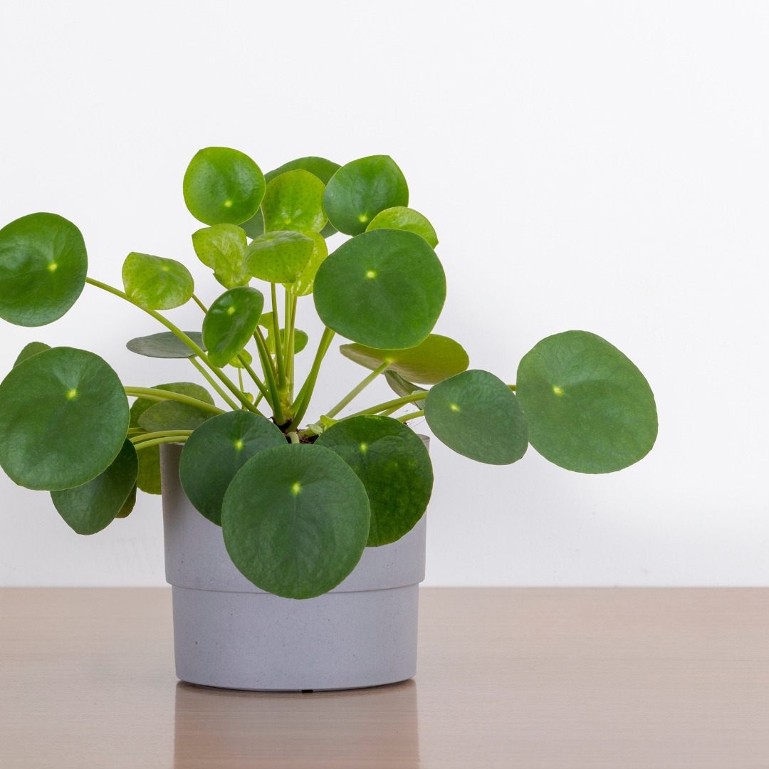 Pilea Peperomoides
