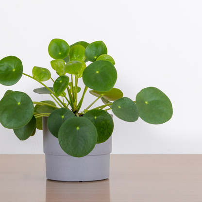 Pilea Peperomoides