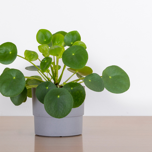 Pilea Peperomoides
