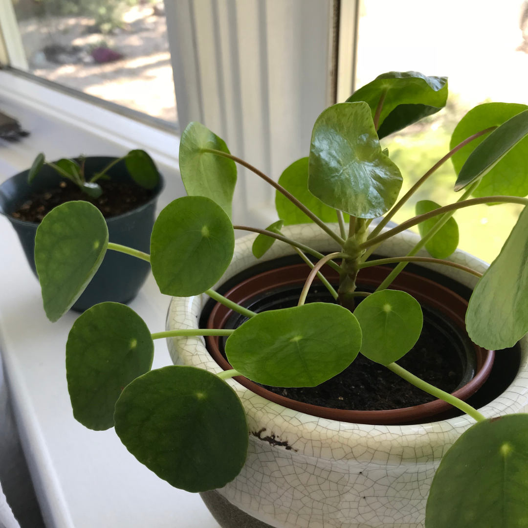 Pilea Peperomoides
