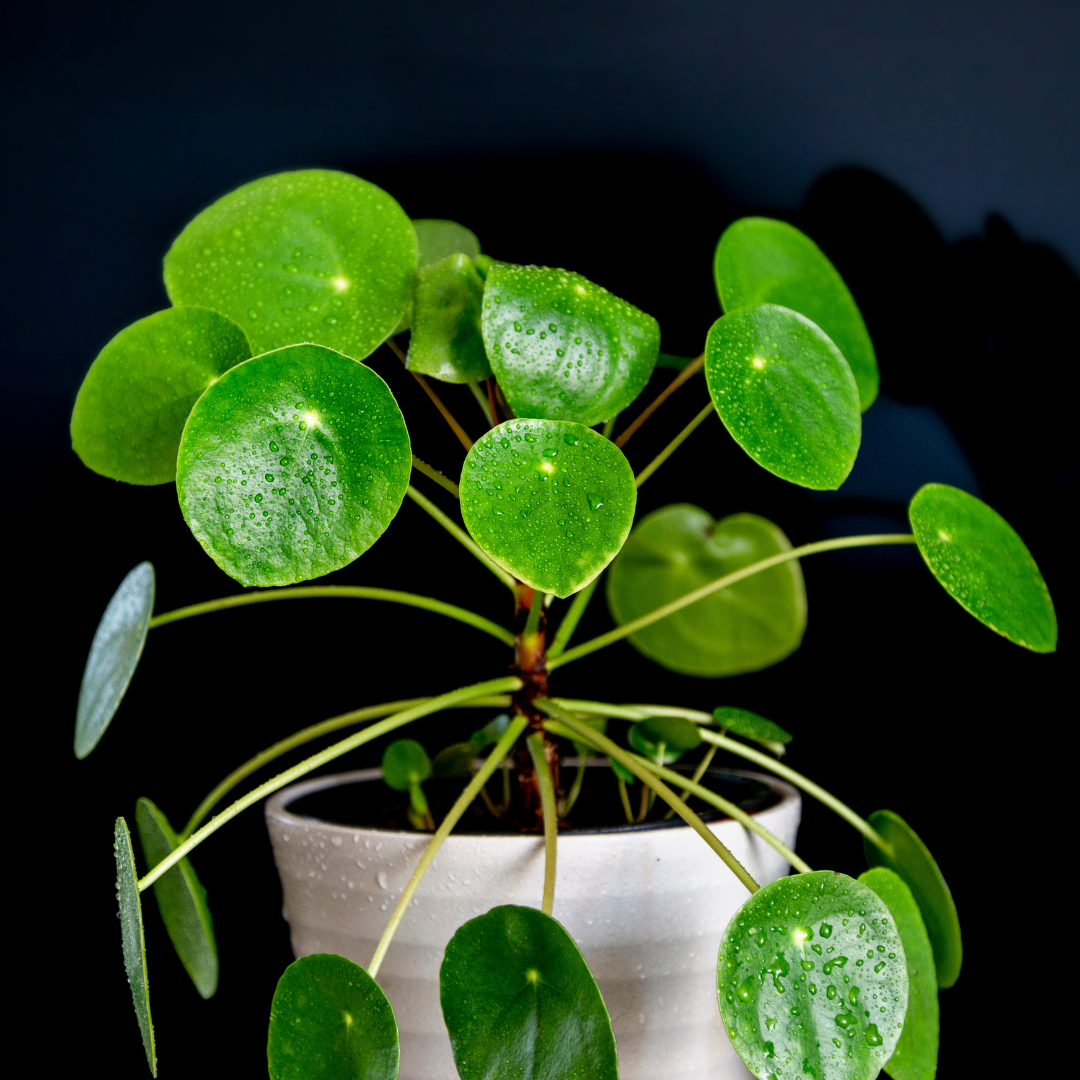 Pilea Peperomoides