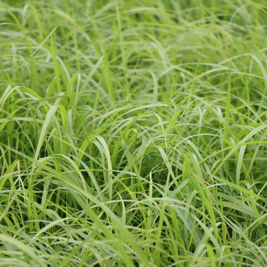 Hakonechloa macra 'Tout Or'