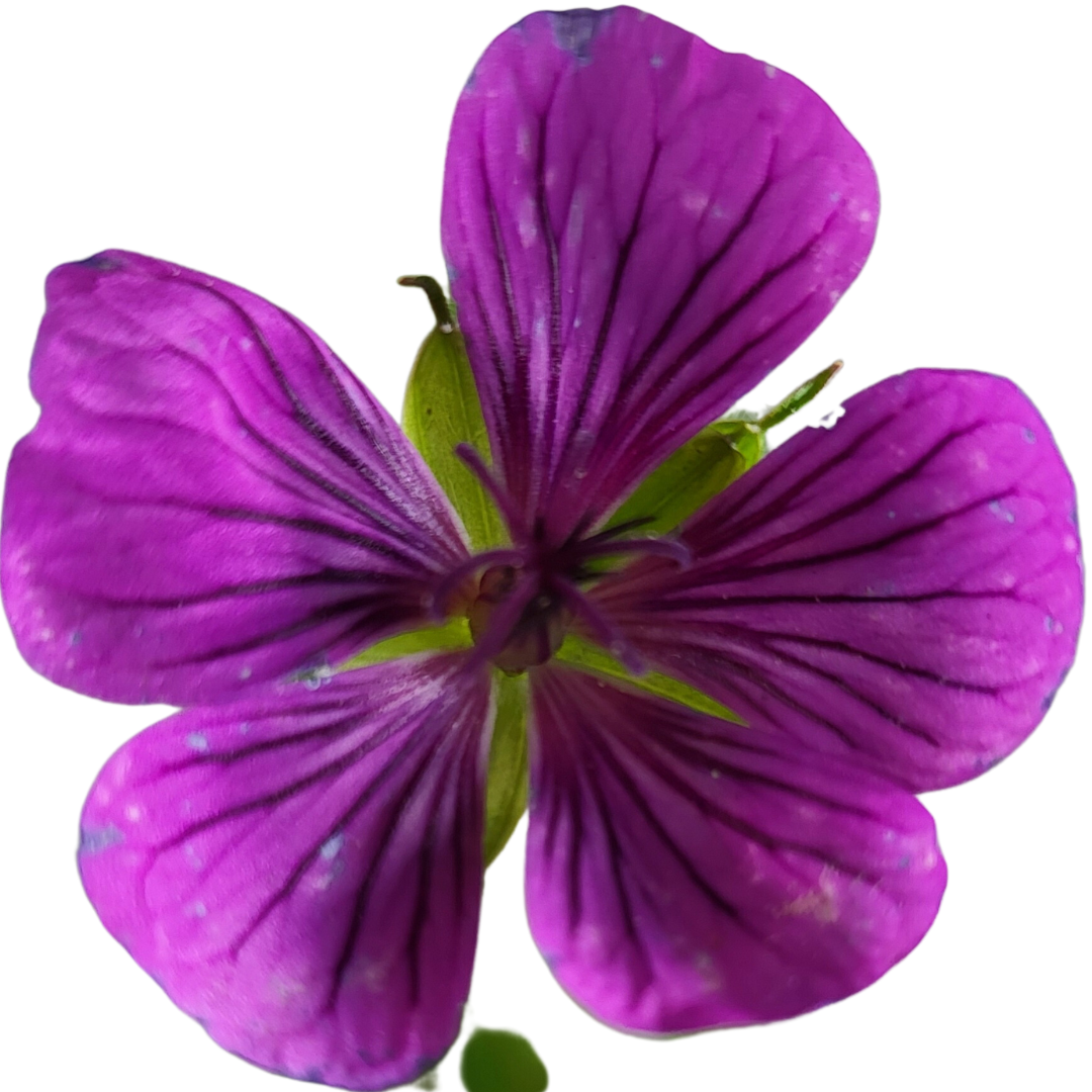 Geranium wallichianum 'Pink Penny'