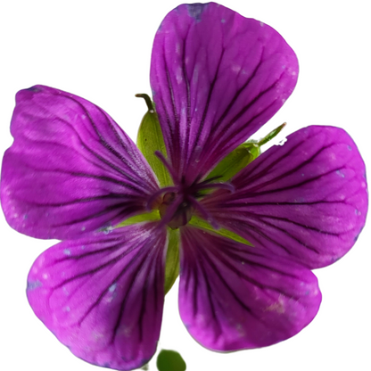 Géranium wallichianum 'Pink Penny'