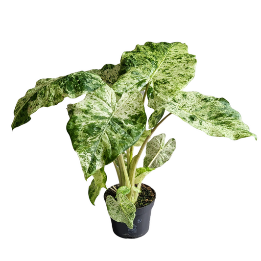 Alocasia Macrorrhiza Splash