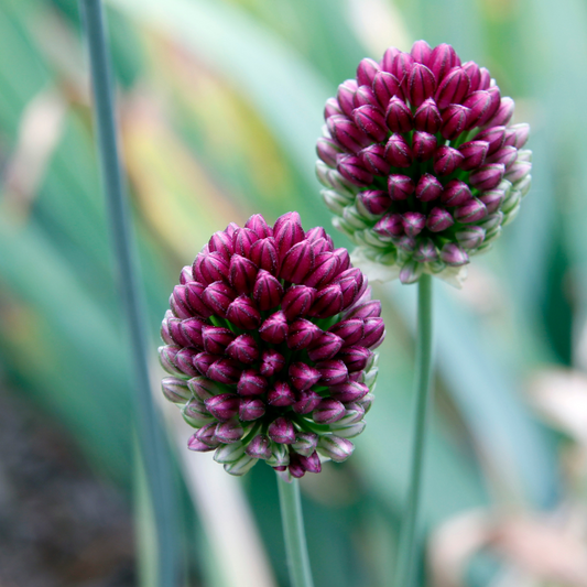 Allium sphaerocephalon 10 pieces