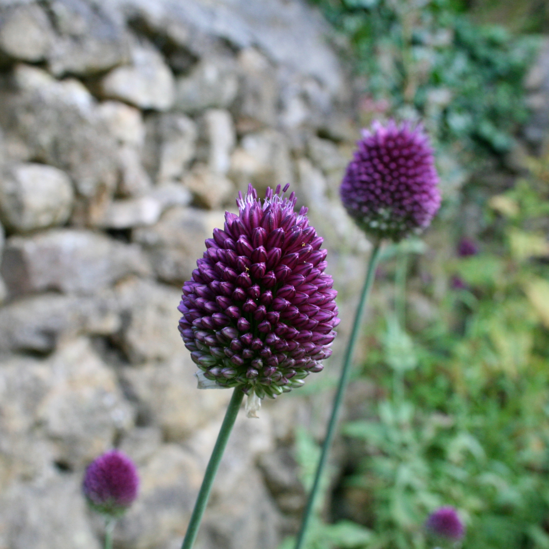 Allium sphaerocephalon 10 Stück