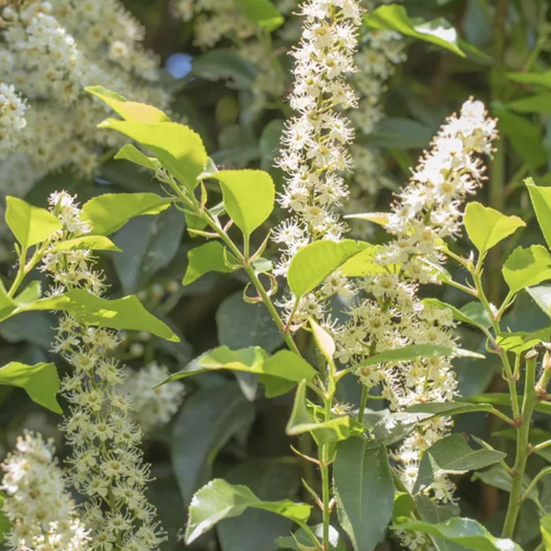 Prunus lusitanica Angustifolia