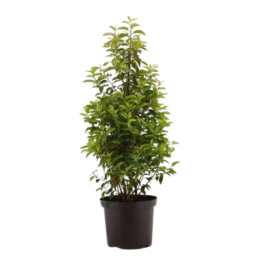 Prunus lusitanica Angustifolia
