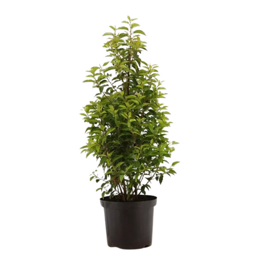 Prunus lusitanica Angustifolia