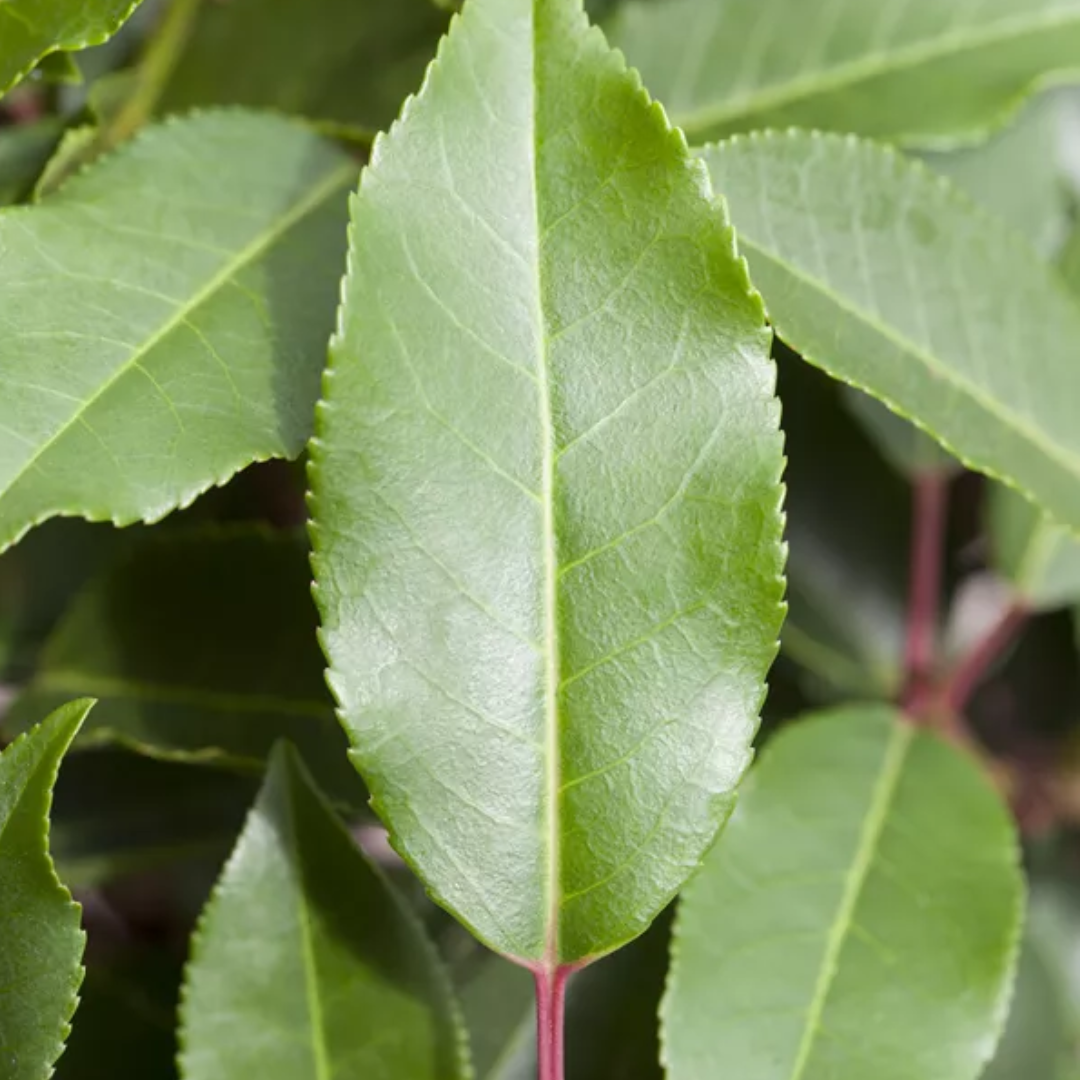 Prunus lusitanica Angustifolia