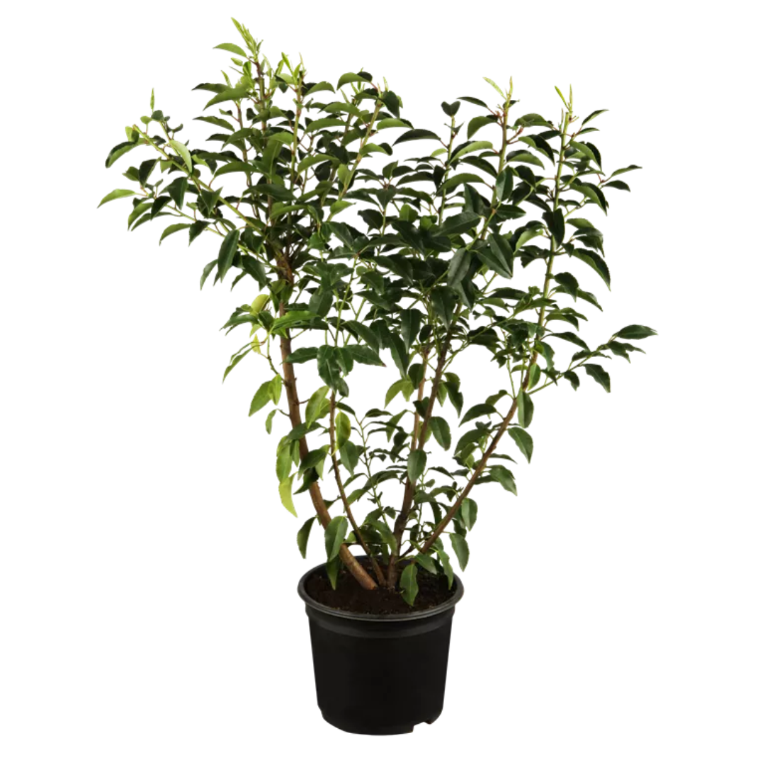 Prunus lusitanica Angustifolia