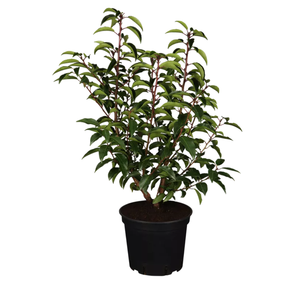 Prunus lusitanica Angustifolia