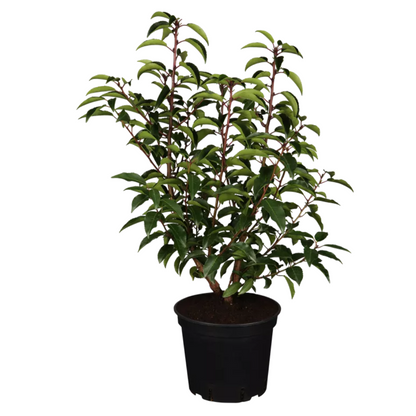 Prunus lusitanica Angustifolia