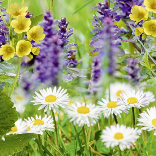 Meadow seeds lawn flowers