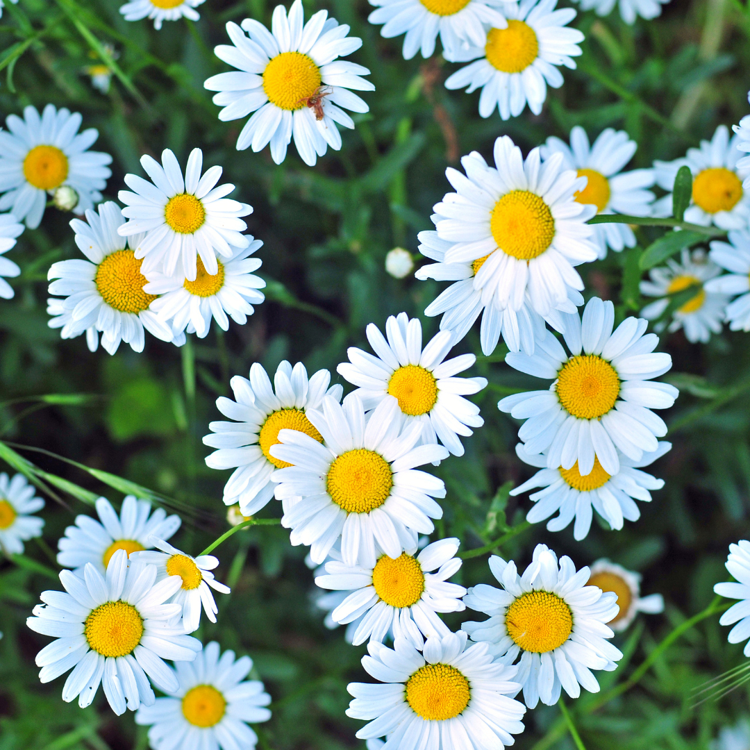 Fleurs de pelouse de graines de prairie
