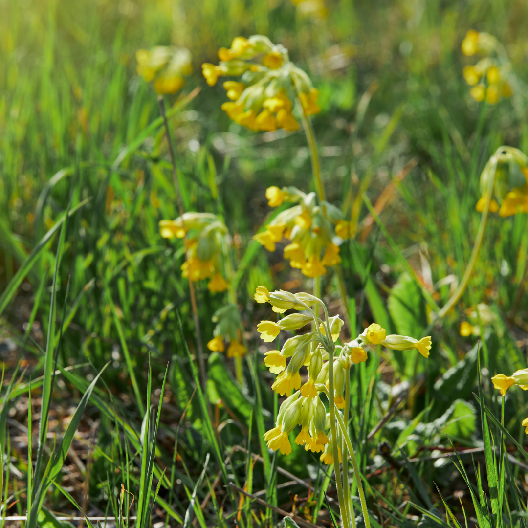 Fleurs de pelouse de graines de prairie