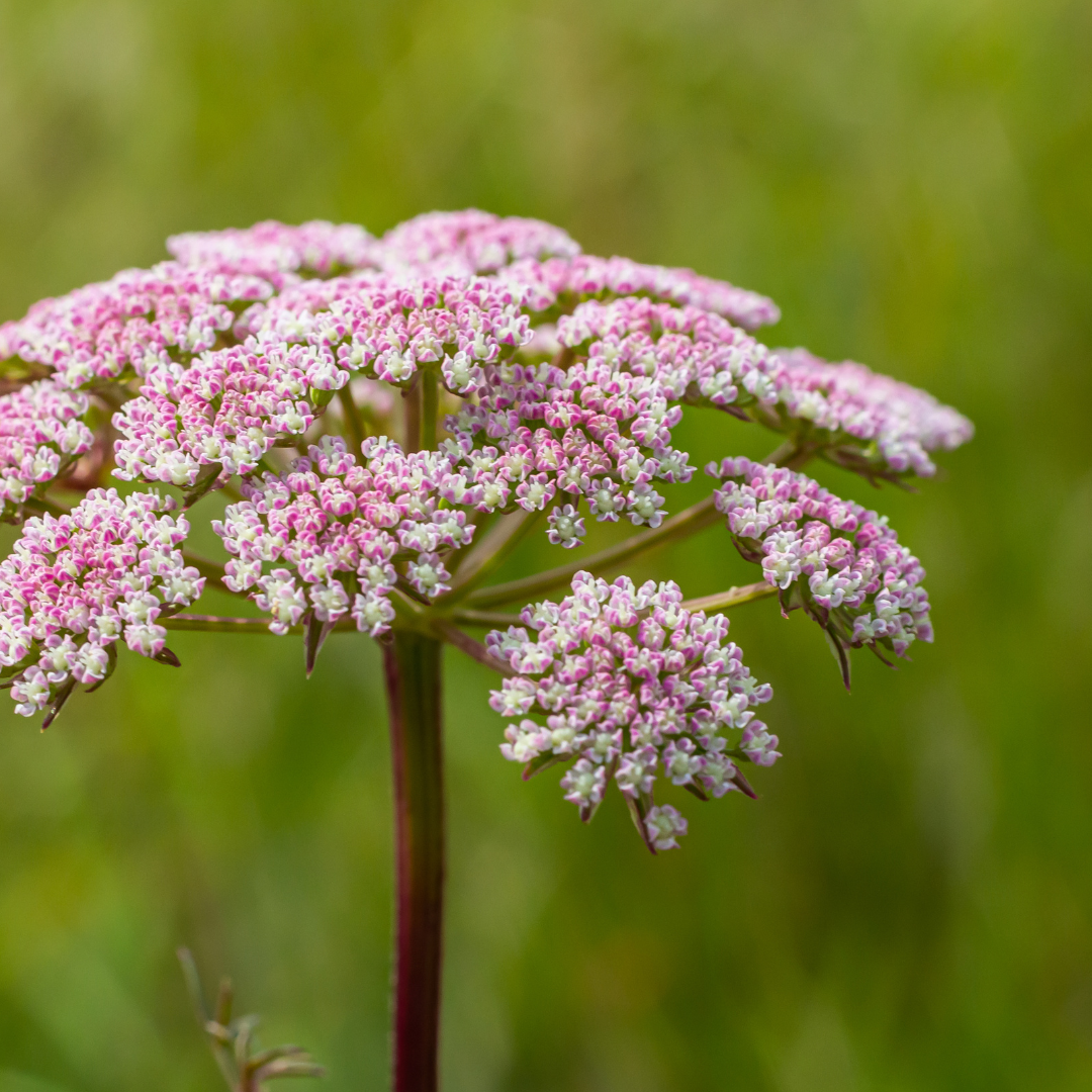 Fleurs de pelouse de graines de prairie