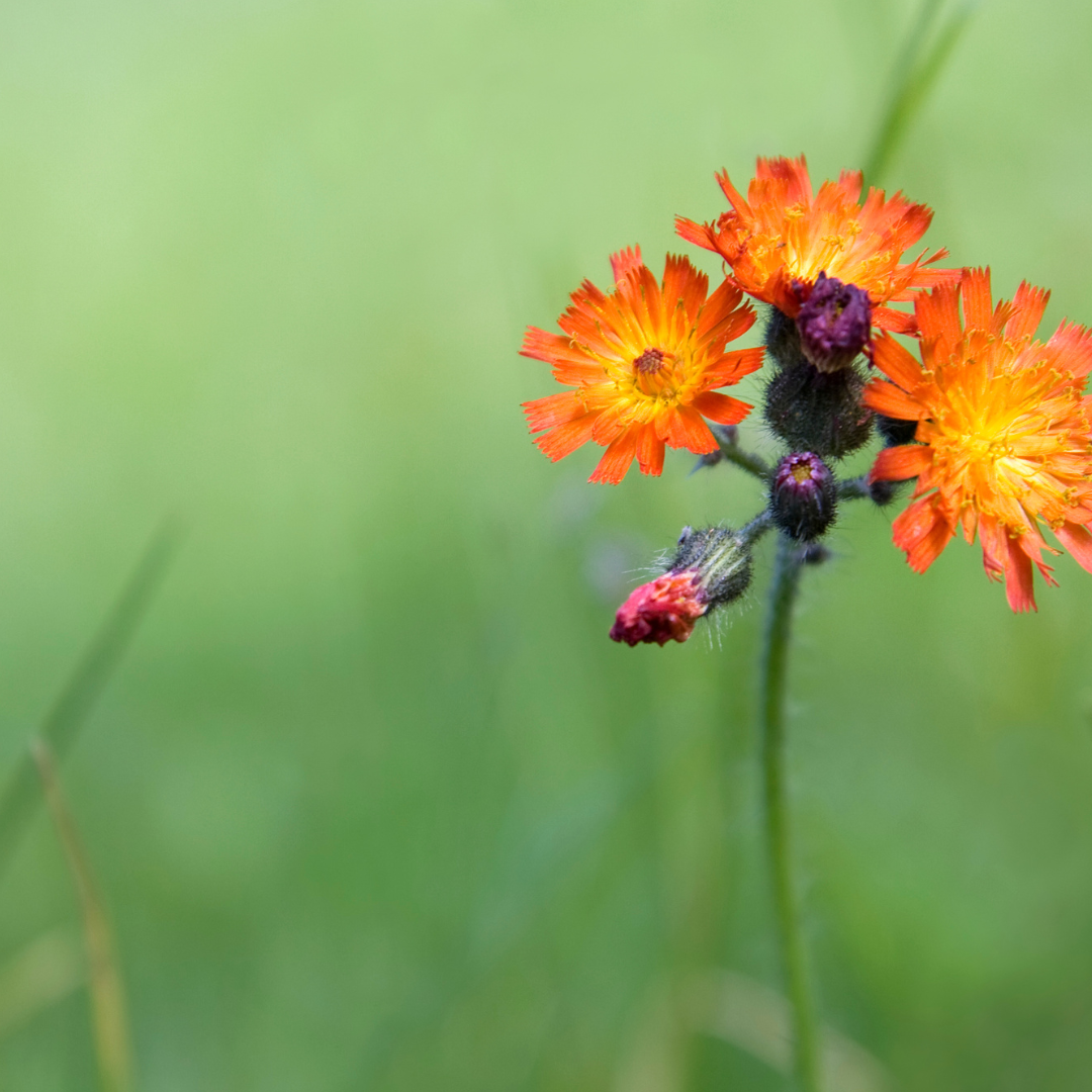Fleurs de pelouse de graines de prairie