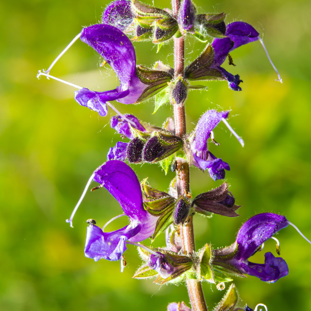 Fleurs de pelouse de graines de prairie