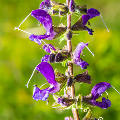 Fleurs de pelouse de graines de prairie