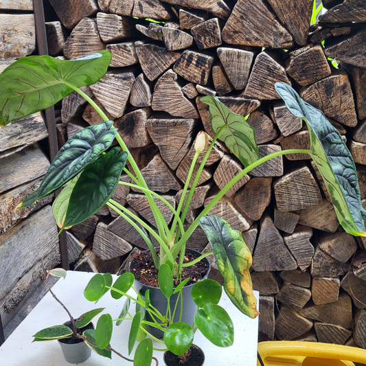 Sad Plant Box