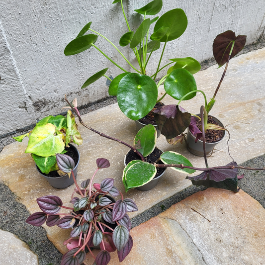Sad Plant Box