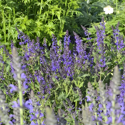 Salvia nemorosa Viola Klose