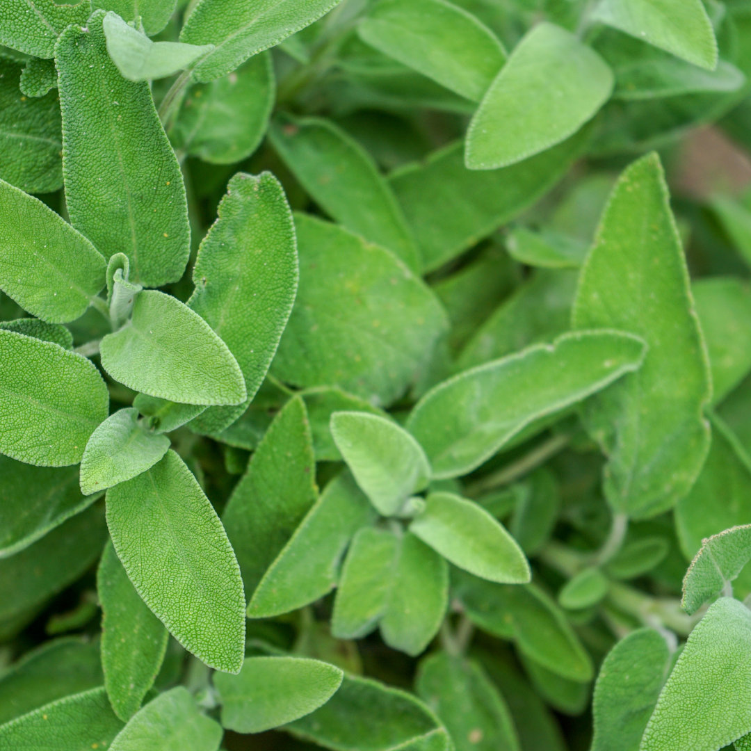 Pharmacist Sage