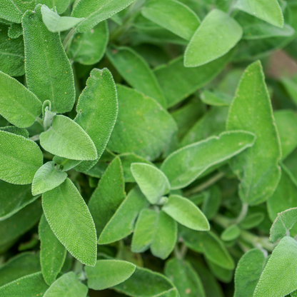 Pharmacist Sage