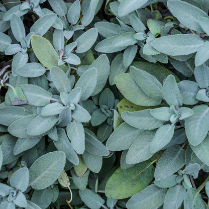 Sauge 'Berggarten'