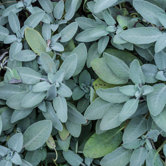 Sage 'Berggarten'