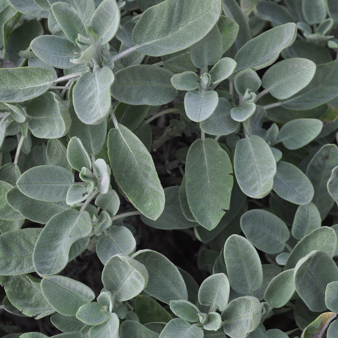 Sauge 'Berggarten'