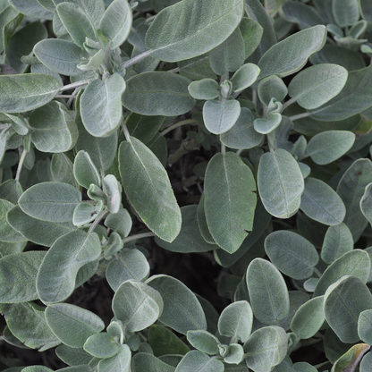 Sauge 'Berggarten'