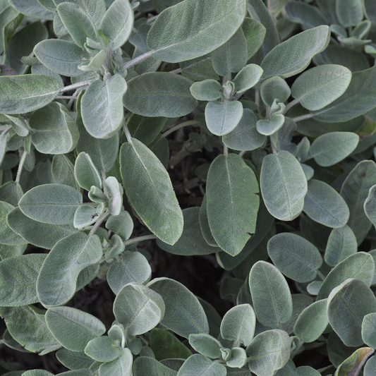 Sage 'Berggarten'