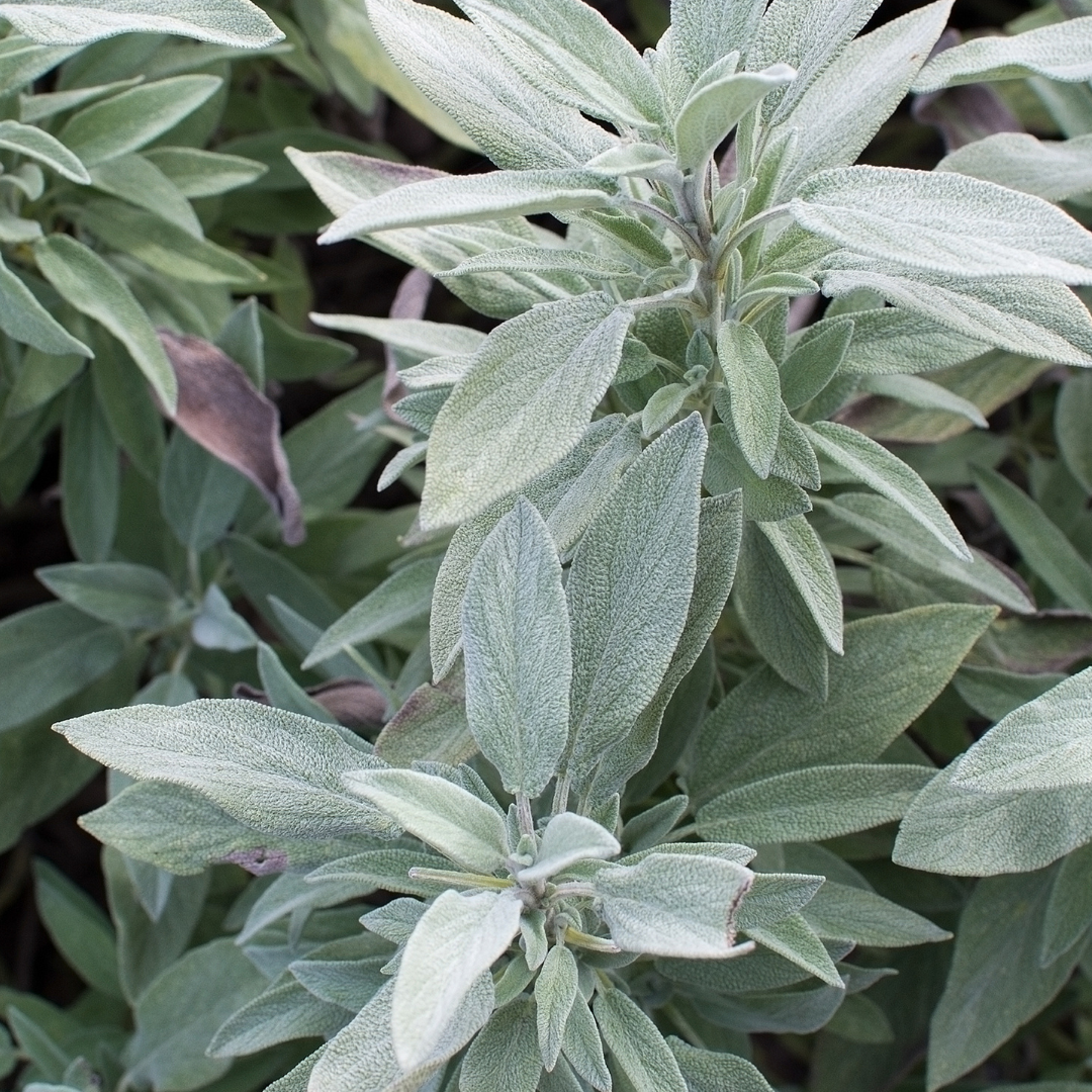Sauge 'Berggarten'