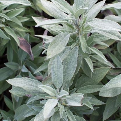 Sauge 'Berggarten'