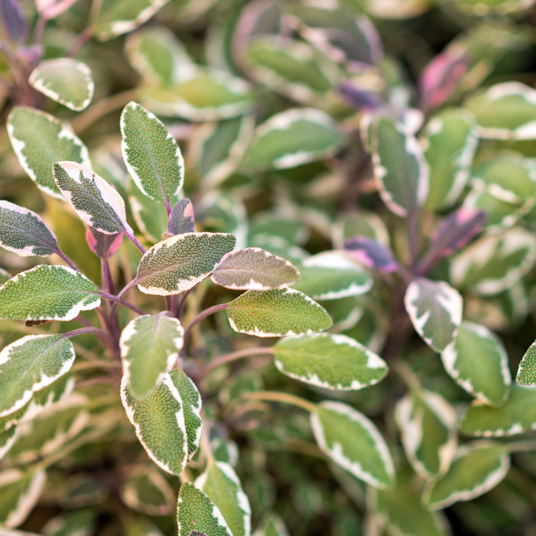 Salvia officinalis 'Tricolor'