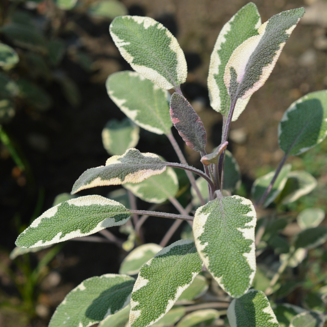 Salvia officinalis 'Tricolor'