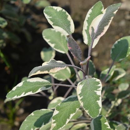Salvia officinalis 'Tricolor'