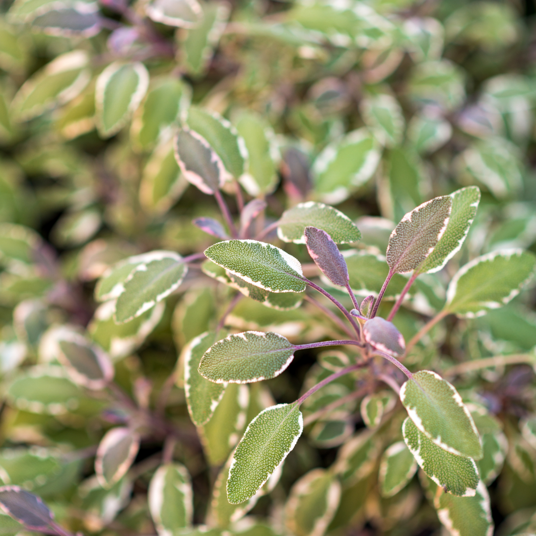 Salvia officinalis 'Tricolor'