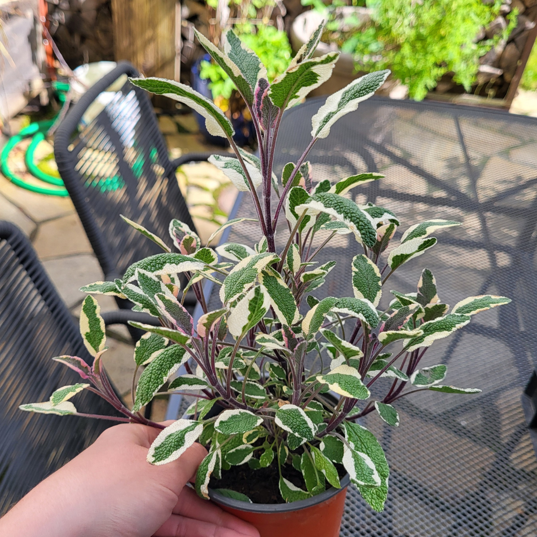 Salvia officinalis 'Tricolor'