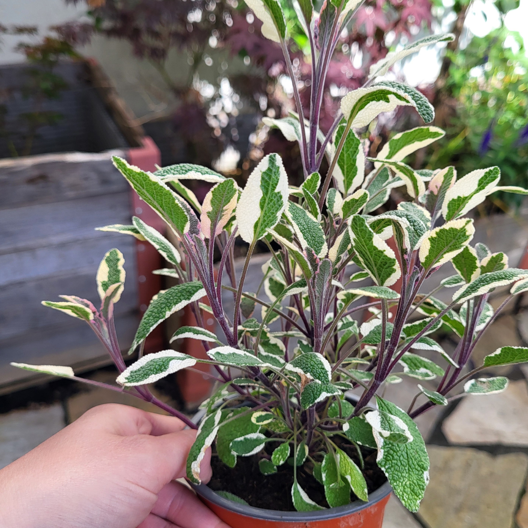 Salvia officinalis 'Tricolor'