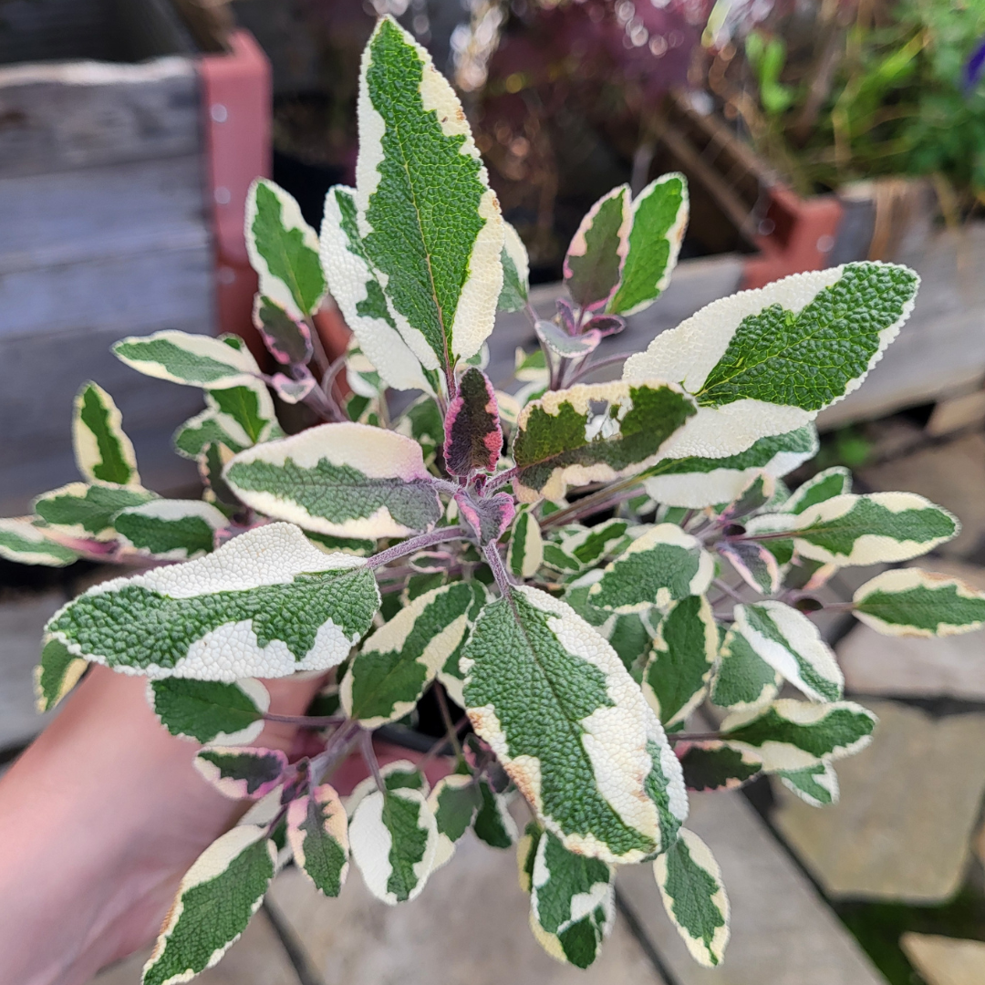 Salvia officinalis 'Tricolor'