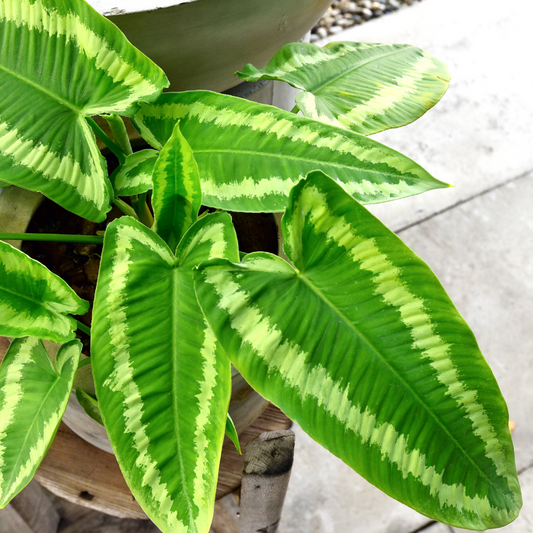 Baby plant Aglaonema commutatum China red